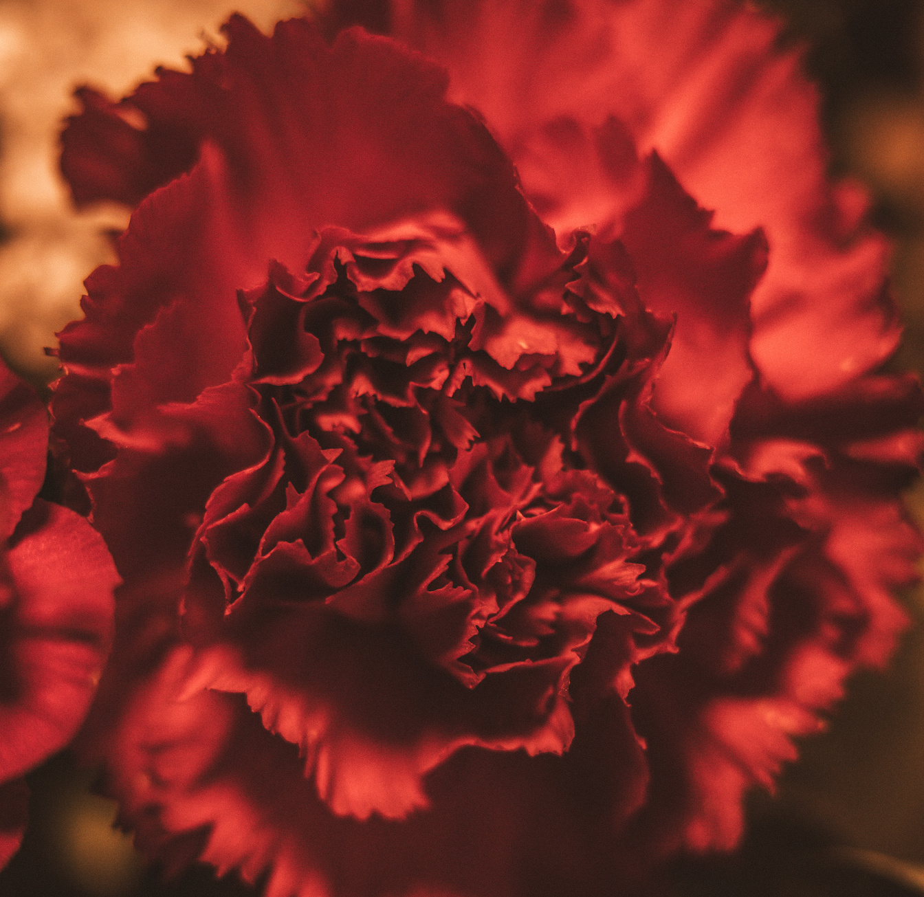 4K Flowers